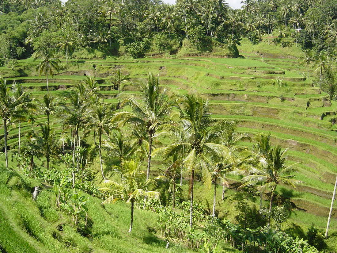 Terraced rice fields in Bali, Indonesia